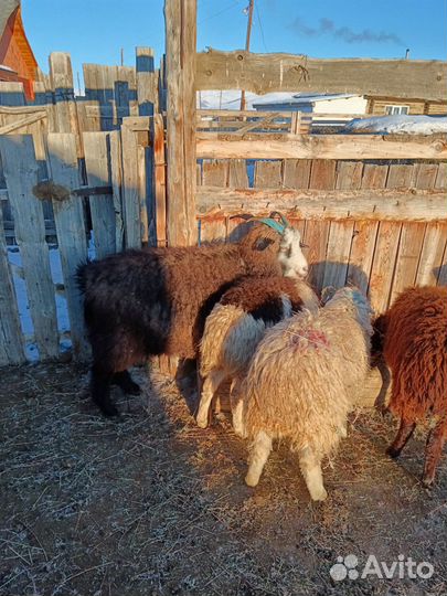 Овцы бараны ягнята