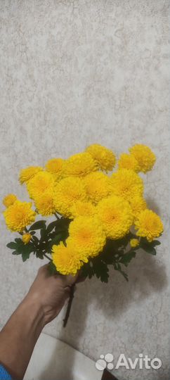 Хризантема мультифлора и корейская