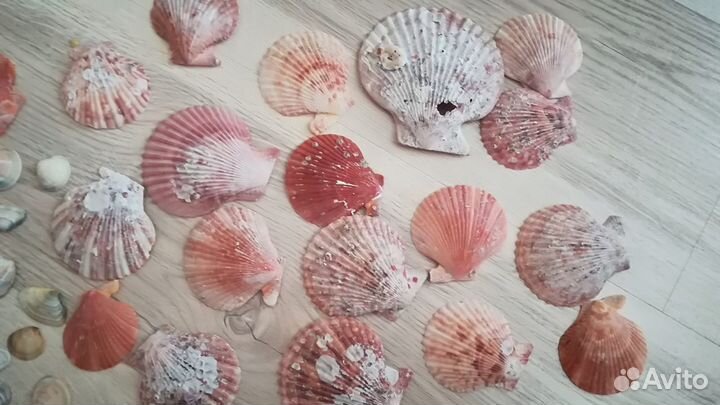 Морские ракушки