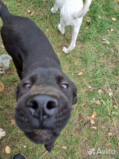 Отдам добрым сердцам