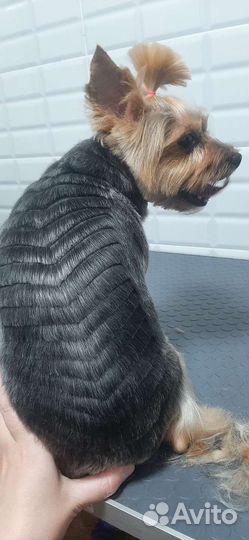 Грумер стрижка собак