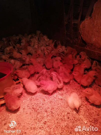 Цыплята,утята,индейка,молодка