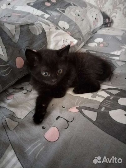 Кошка в дар бесплатно