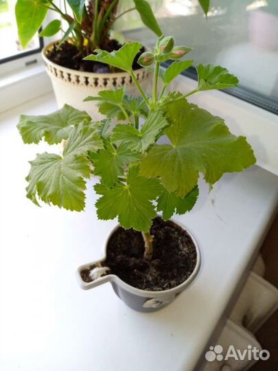 Пеларгония герань