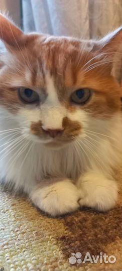 Котику очень нужен дом