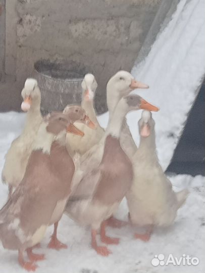 Утки индийский бегунок