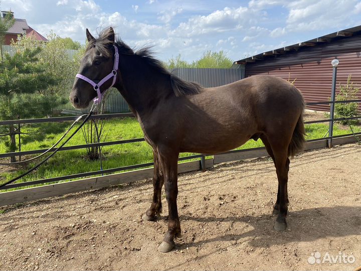 Жеребчик, годовичок