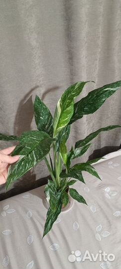 Спатифиллум вариегатный даймонд