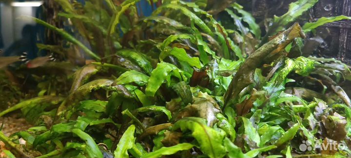 Криптокорина вендта