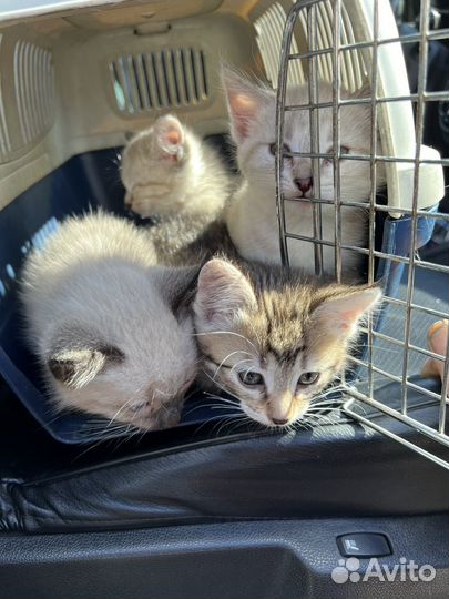 Котята в добрые руки