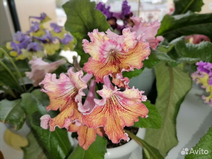 Стрептокарпус Listy