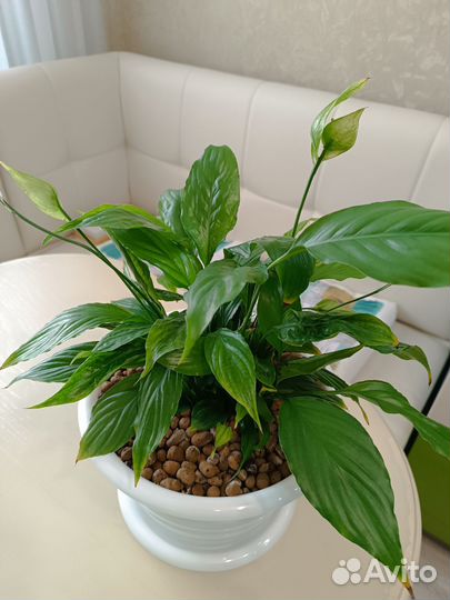 Спатифиллум шопен