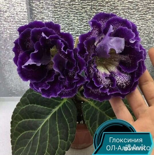 Клубни глоксиний