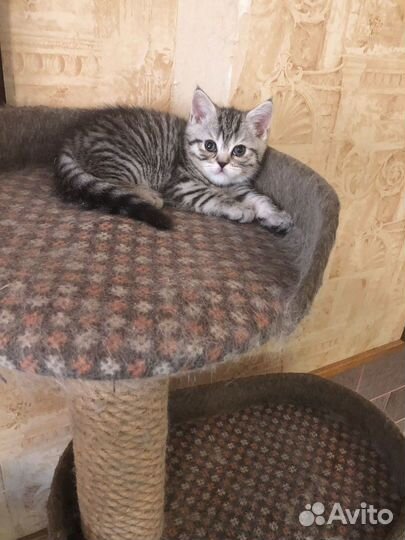 Британские котята