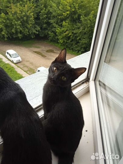 Кот мышелов