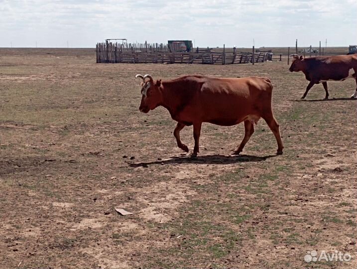 Коровы с телятами