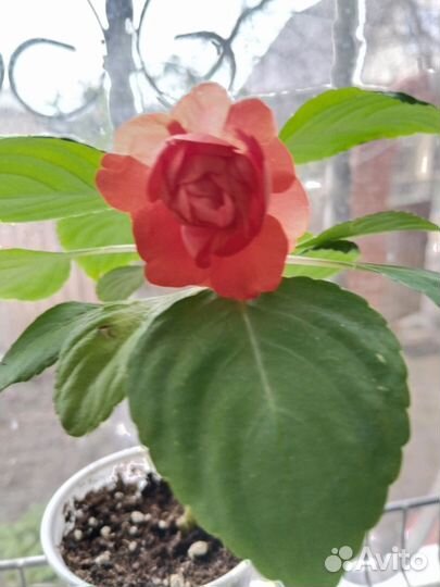 Бальзамин махровый