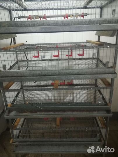 Клетки для перепелов