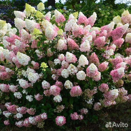 Ваниль Фрайз гортензия метельчатая