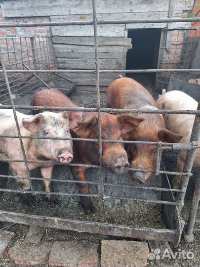 Поросята