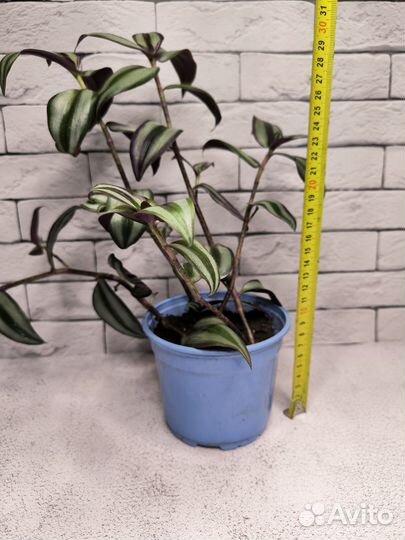 Традесканция зебрина