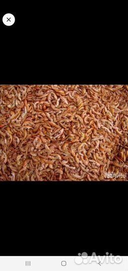 Мормыш гамарус