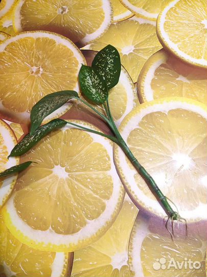 Диффенбахия