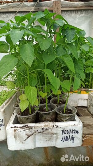 Продаю непикированную рассаду