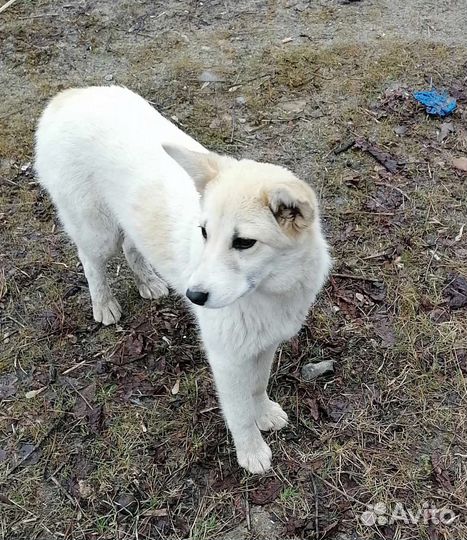 Собаки бесплатно в добрые руки