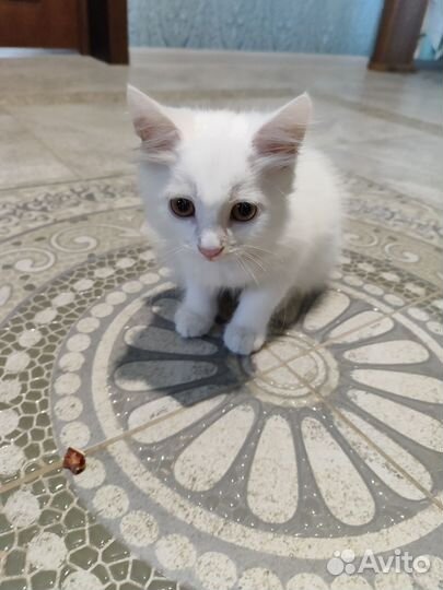 Турецкая ангора