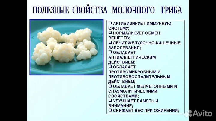 Тибетский молочный кефирный гриб