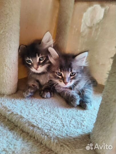 Сибирская кошка