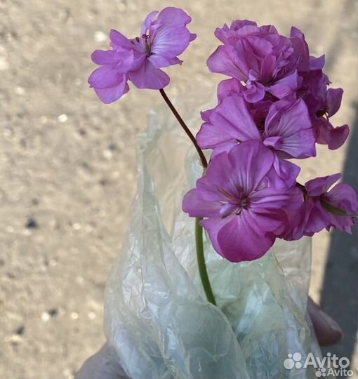 Пеларгония