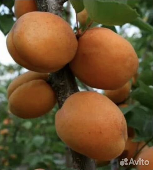 Абрикос Голд Рич