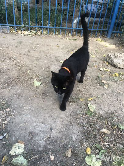 Нашелся кот