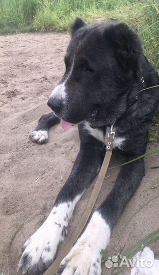 Сао,алабай,вязка