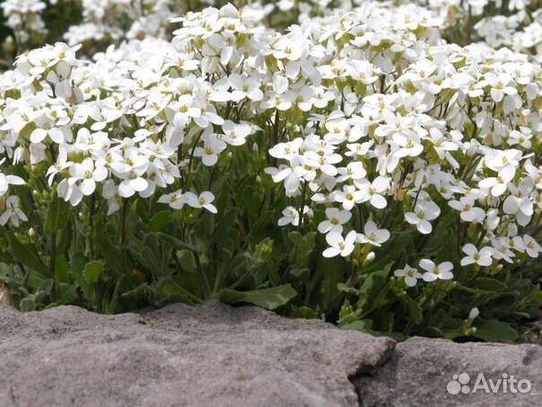 Арабис альпийский