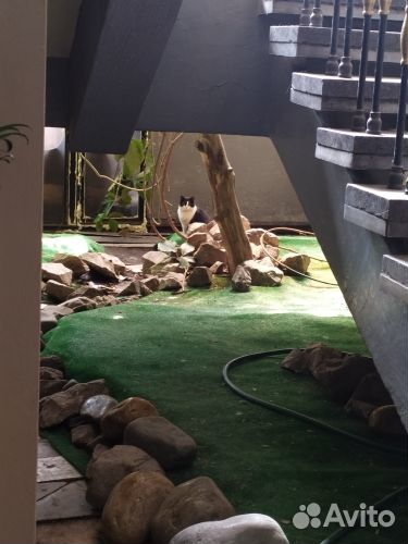 Отдам кота в добрые руки