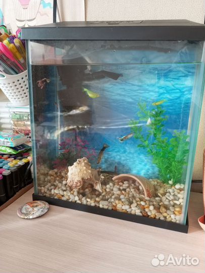 Аквариум