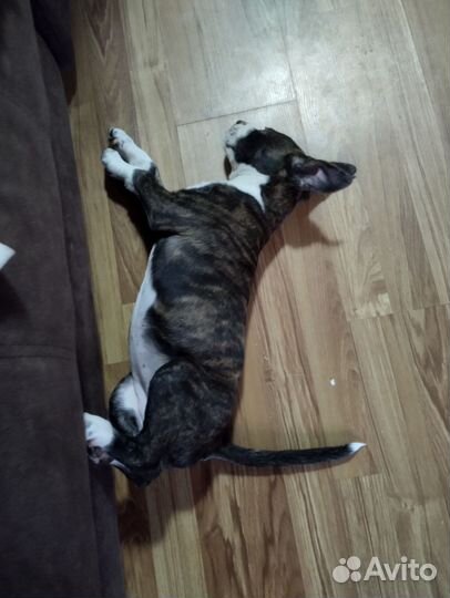 Стаффордширский терьер