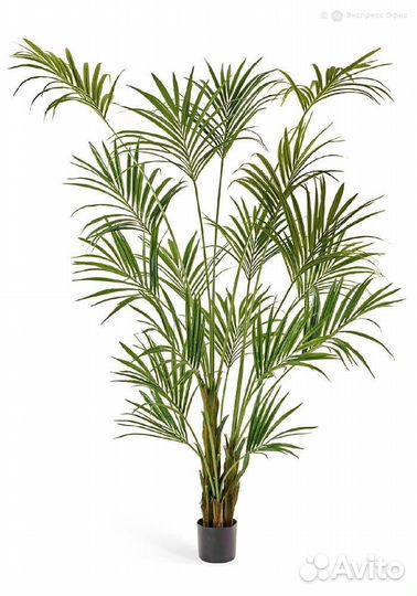 Пальма Кентия (Ховея) 260 см