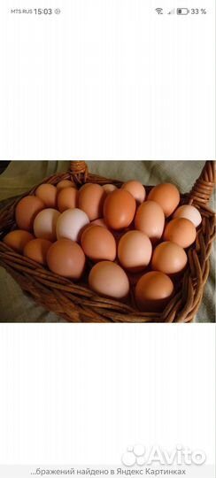 Домашние куриные яйца