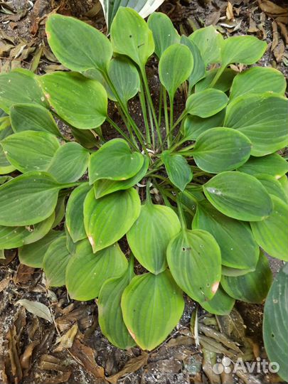 Сортовые хосты