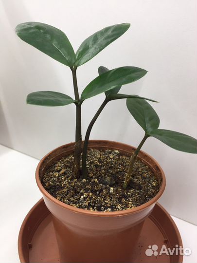 Замиокулькас