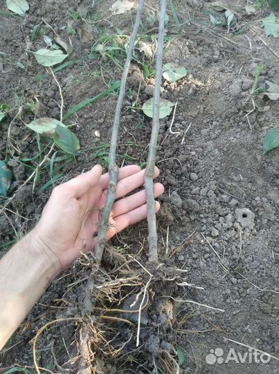 Подвой мм 106