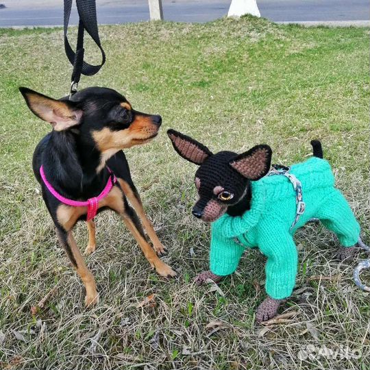 Русский той терьер игрушка собака