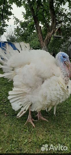 Продаются индюшата