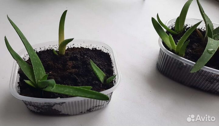 Алоэ столетник