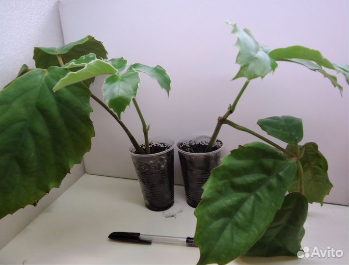 Комнатные цветы 30/06