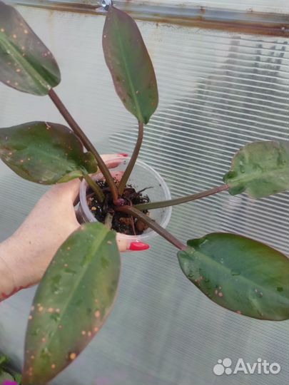 Монстера Еллоу вар